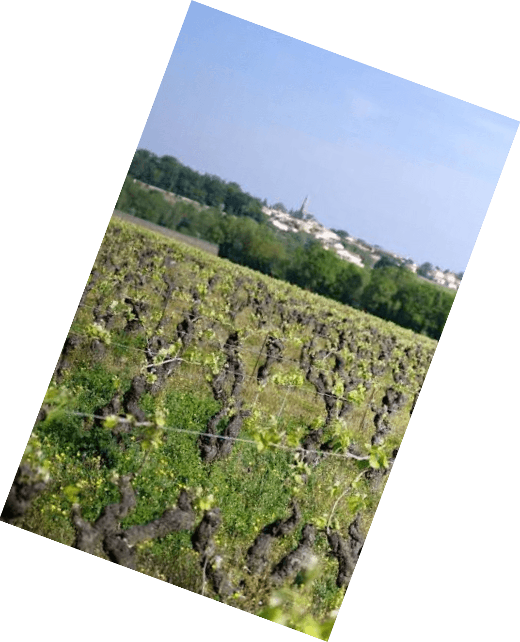 Vinification